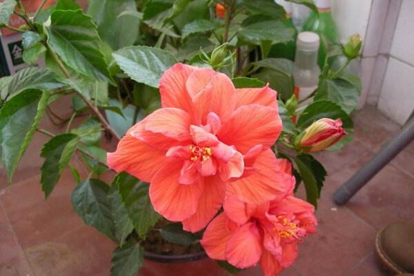 木芙蓉花的繁殖方法，木芙蓉的繁殖步驟詳解