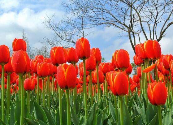 郁金香開(kāi)花時(shí)間，3-5月每天清晨七點(diǎn)開(kāi)花