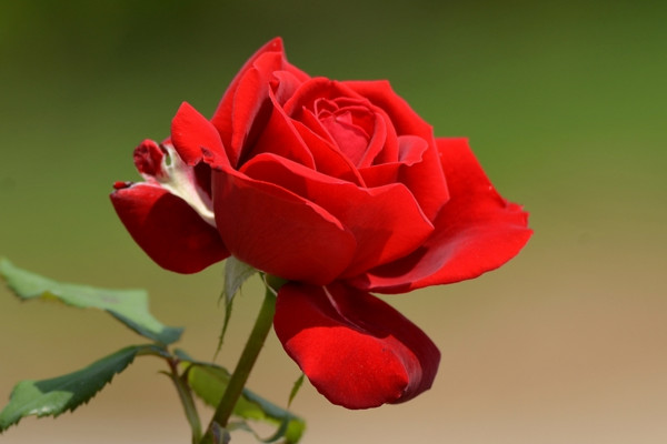 玫瑰和月季的區(qū)別