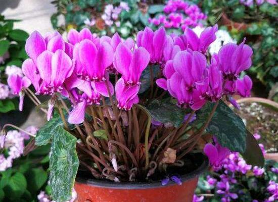 仙客來(lái)怎么修剪，仙客來(lái)剪葉子教程