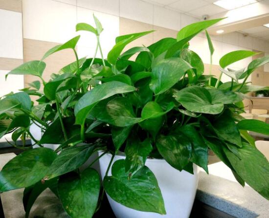 家里養(yǎng)綠蘿的禁忌，盤點(diǎn)居家最常見五個(gè)禁忌位置