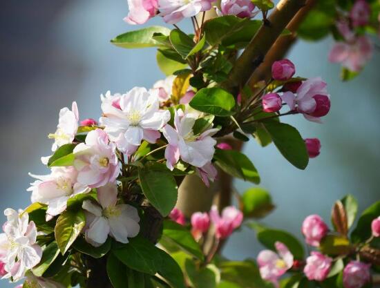 海棠花葉子發(fā)黃怎么辦，海棠花葉子發(fā)黃解決辦法