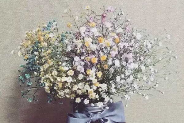 滿天星發(fā)芽后多久開花