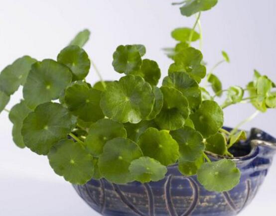 銅錢草放哪里招財(cái)，教你四個(gè)擺放最佳位置