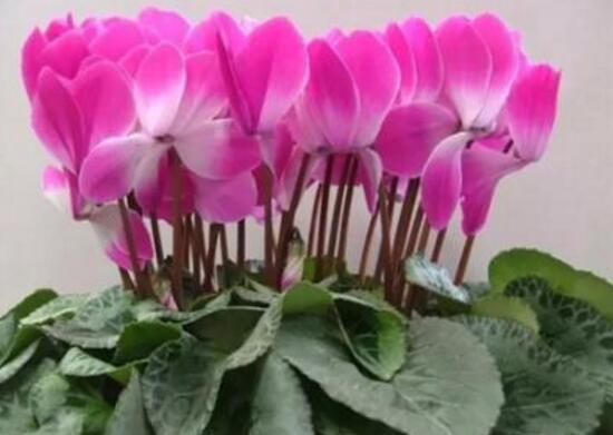 仙客來花莖發(fā)蔫彎下來，仙客來花倒下怎么辦