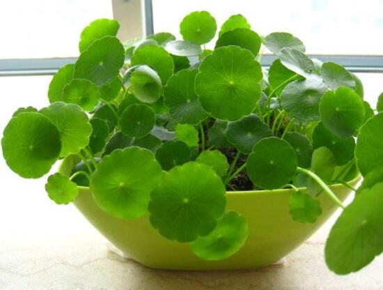 銅錢草有哪些品種，銅錢草品種圖片大全