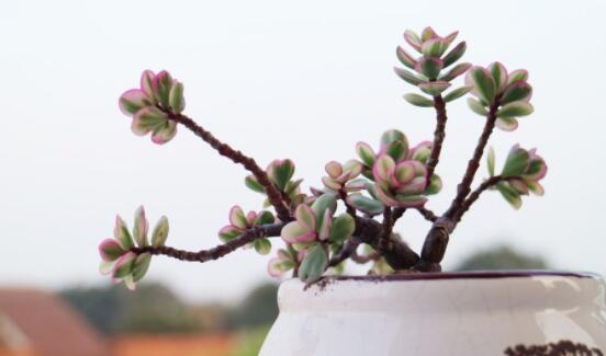 雅樂(lè)之舞怎么養(yǎng)才變紅，教你五種最快速變紅好方法