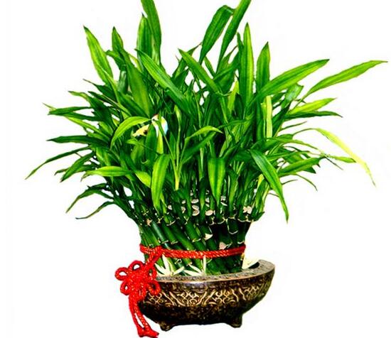 富貴竹有毒嗎，富貴竹可以放在臥室嗎