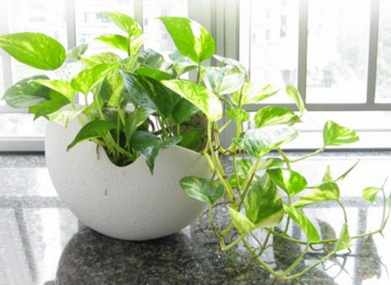 綠蘿用什么盆養(yǎng)好，塑料盆與紫砂盆是養(yǎng)殖最佳選擇 