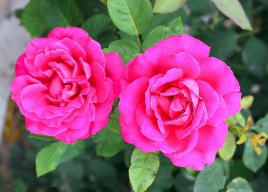 月季花花期是什么時(shí)候，月季花什么時(shí)候開花