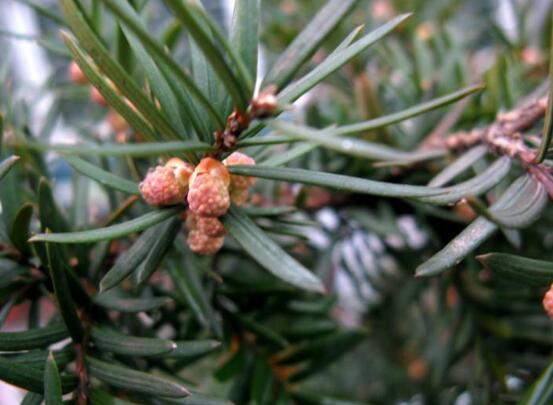 紅豆杉的功效與作用，紅豆杉八大功效與作用