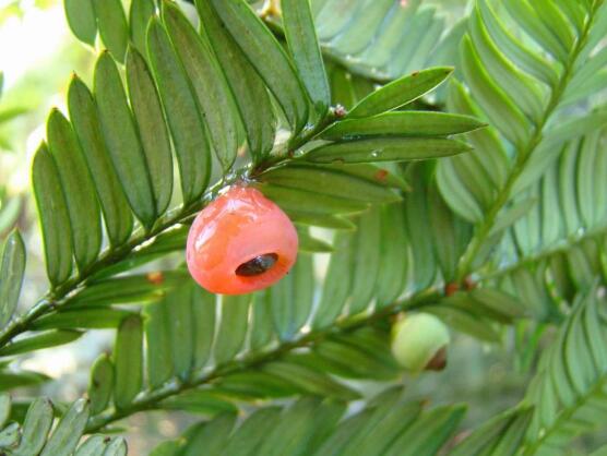 紅豆杉的品種，盤點(diǎn)中國紅豆杉五大品種