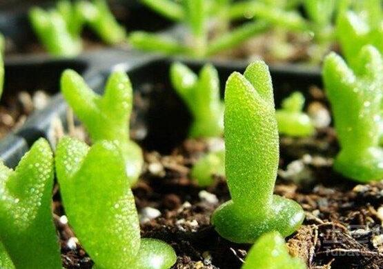 碧光環(huán)的用土方法，四份營養(yǎng)土六份蛭石一份珍珠巖混合配制