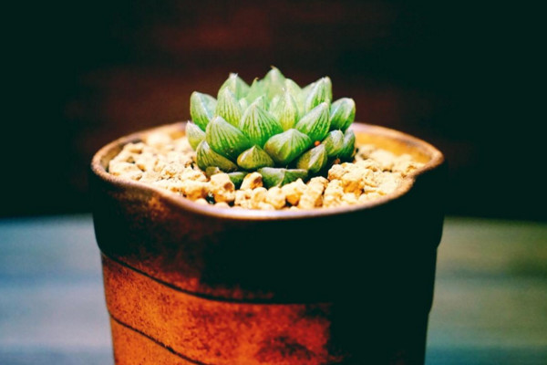 玉露為什么往上長(zhǎng)