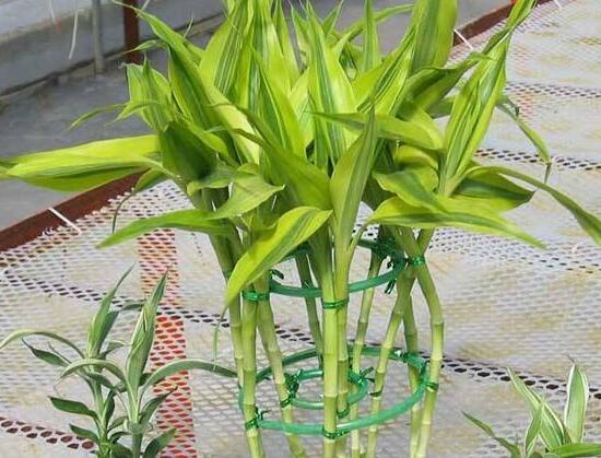 富貴竹怎么繁殖，富貴竹繁殖方法圖解
