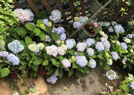 繡球花怎么澆水，繡球花多久澆一次水