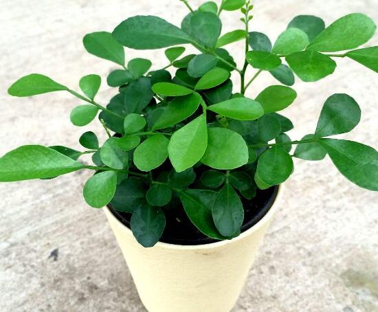 九里香怎么養(yǎng)，九里香的養(yǎng)殖方法