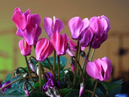 仙客來有毒嗎，仙客來可以放在臥室嗎/誤食會中毒