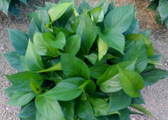 綠蘿什么時候扦插最好，4-8月是綠蘿扦插最好時間