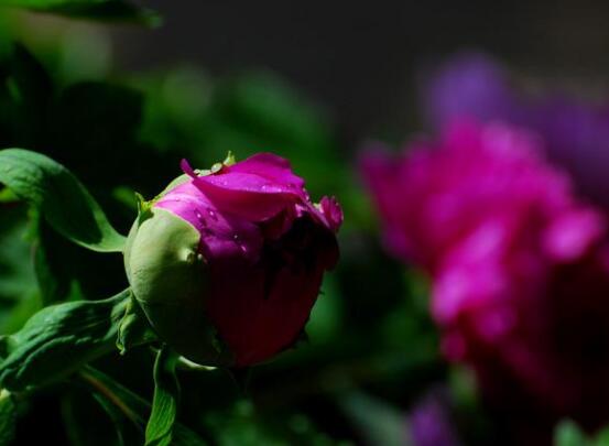 牡丹花功效與作用，盤(pán)點(diǎn)牡丹花七大功效與作用