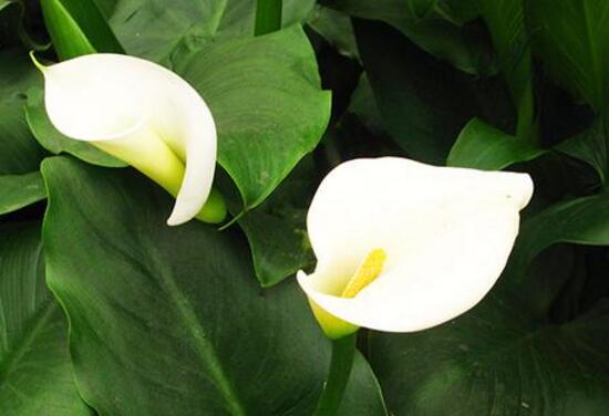 馬蹄蓮有毒嗎，馬蹄蓮適合室內(nèi)養(yǎng)嗎/有毒但可以養(yǎng)殖