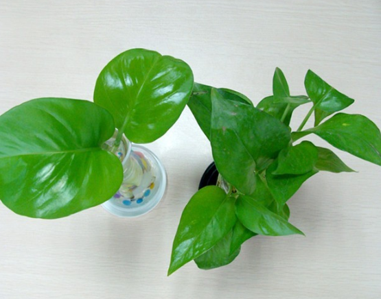 綠蘿用什么盆養(yǎng)好，塑料盆與紫砂盆是養(yǎng)殖最佳選擇 