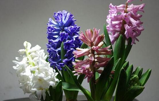 風(fēng)信子的水培方法，簡(jiǎn)單易學(xué)的四大水培基本步驟