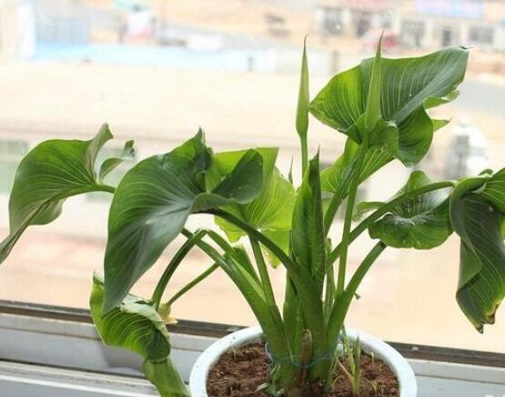 海芋和馬蹄蓮的區(qū)別，教你三種區(qū)別方法(形態(tài)/花序/價(jià)值)