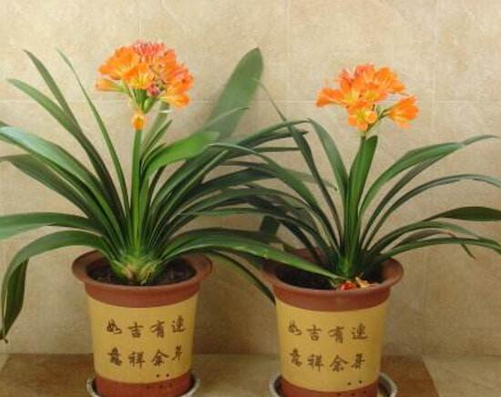 君子蘭什么時(shí)候開(kāi)花，君子蘭開(kāi)花有什么兆頭