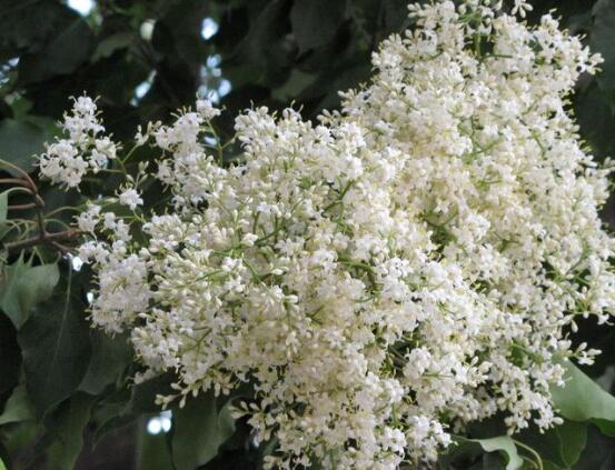 六月雪花語(yǔ)是什么，六月雪花語(yǔ)代表著思念、清純、夢(mèng)境、真心喜歡