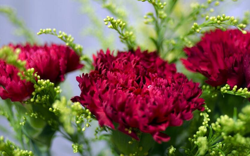 怎么延長康乃馨的花期，需要從養(yǎng)殖中的四個方面入手