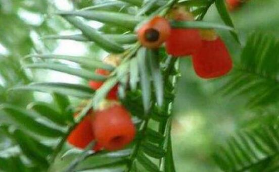 紅豆杉干枯后急救方法，教你四種方法輕松解決