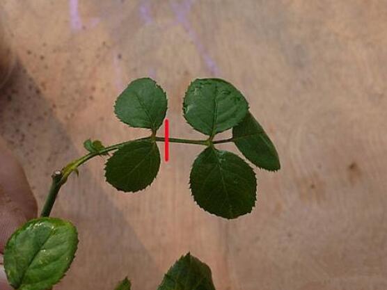 月季水插方法詳解，做好六點(diǎn)簡(jiǎn)單基本步驟生根發(fā)芽快/存活率高