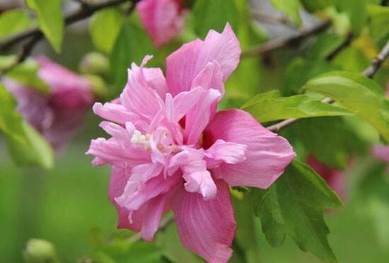 芙蓉花怎么繁殖，芙蓉花的扦插方法