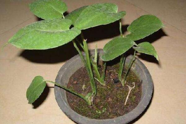 龜背竹什么時(shí)候開背，種植半年到一年時(shí)間自然開背