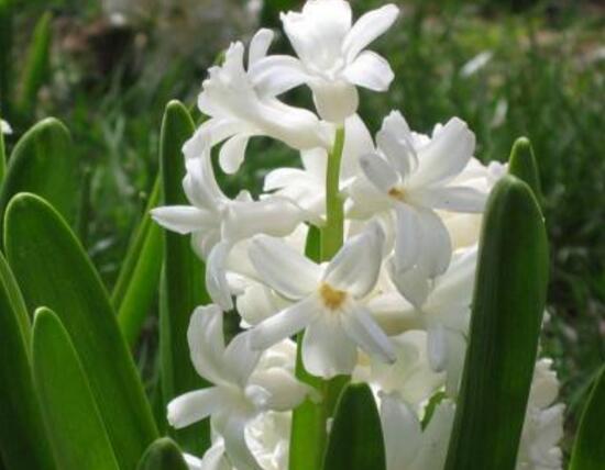 水仙花和風(fēng)信子的區(qū)別，教你三種區(qū)別方法(外形/地域/價(jià)值)