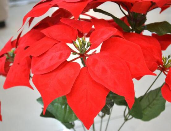 一品紅的四季怎么養(yǎng)，一品紅的四季養(yǎng)護方法