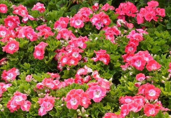 天竺葵怎么養(yǎng)，天竺葵養(yǎng)殖方法