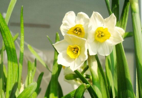 水仙花爛根怎么辦，水仙花爛根解決辦法