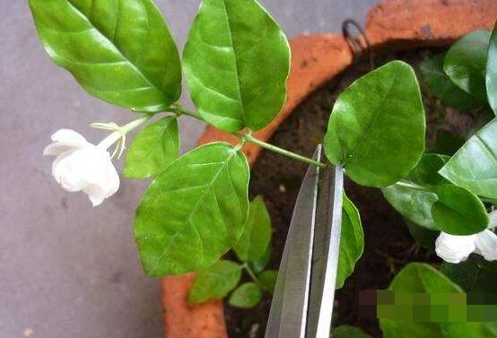 茉莉的修剪方法，教你兩種簡單易學(xué)的操作方法(生長期與休眠期)