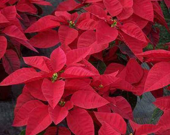 一品紅花，一品紅花圖片