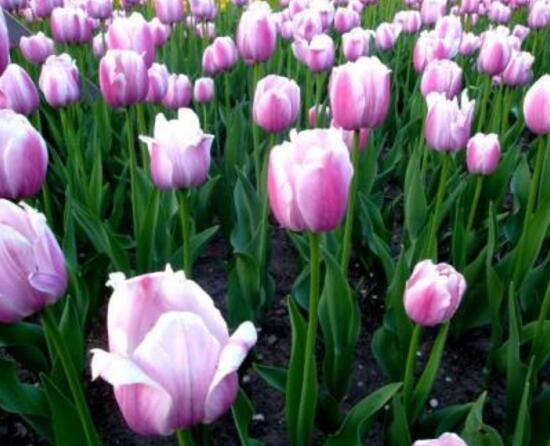 郁金香什么時(shí)候開(kāi)花，郁金香花期多長(zhǎng)時(shí)間