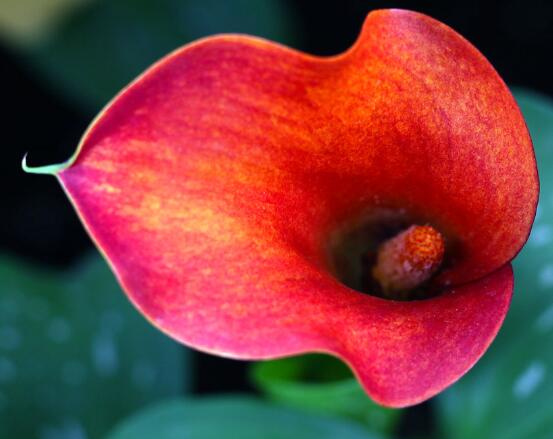 欣賞最好看馬蹄蓮圖片花語，代表著忠貞不渝，永結(jié)同心