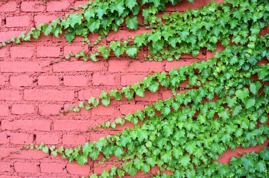 常春藤夏季怎么養(yǎng)，“土肥防曬忌寒”記住六字訣就夠了