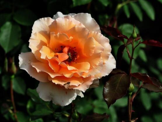 月季適合送給什么人，盤點(diǎn)送五個(gè)最適宜人