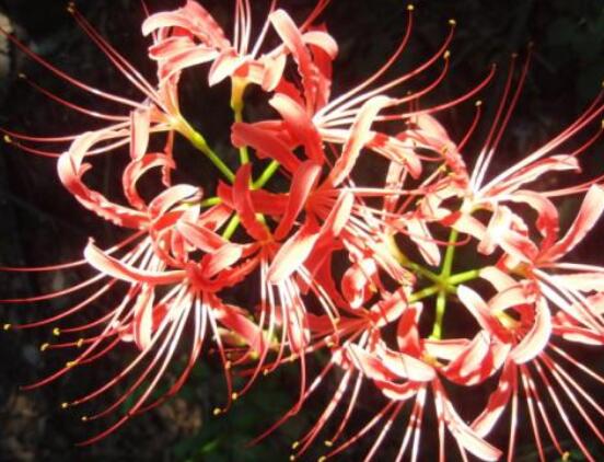 彼岸花的傳說與花語，代表著優(yōu)美的純潔、相互思念