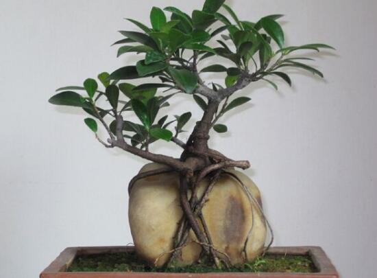 小榕樹盆景怎么養(yǎng)，盆景小榕樹養(yǎng)殖方法