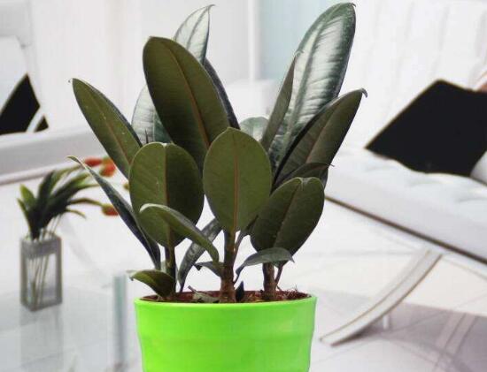 橡皮樹用什么肥料好，橡皮樹怎么養(yǎng)長得快