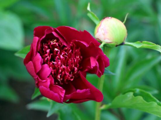 芍藥花圖片和品種名，欣賞最好看的四大品種