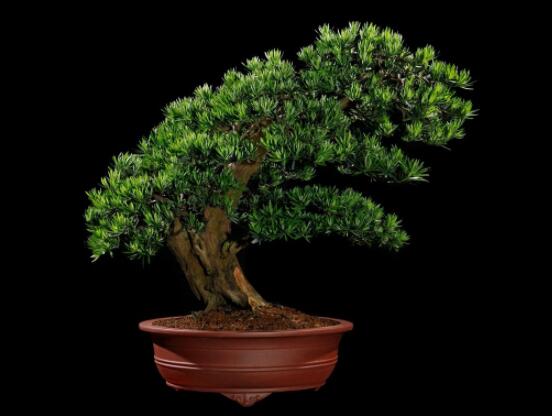 羅漢松盆景怎么養(yǎng)，老農(nóng)總結(jié)八大養(yǎng)殖方法